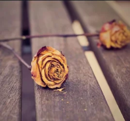 Yine Çöktü Bak Yine (2013) cover