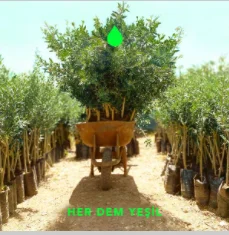 Her Dem Yeşil (2021) cover