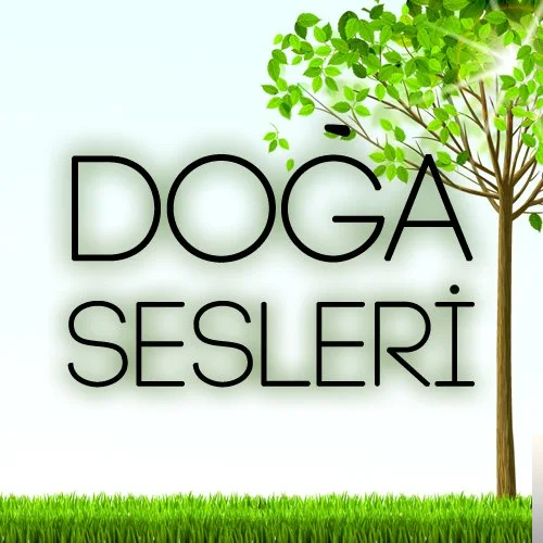 Karışık Sesler - Gök Gürültülü Sağanak Yağmur Sesi